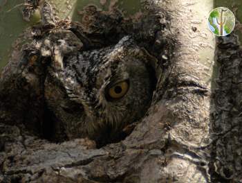 Western screech-owl