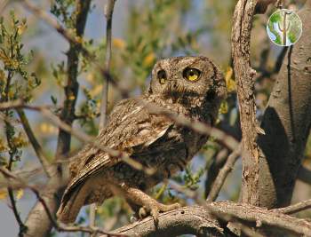 Western screech-owl perched in ironwood