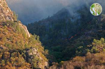 Wildfire in the Sierra Madre of Sonora