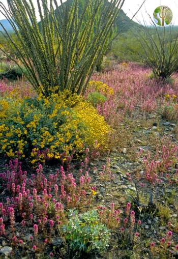 Wildflowers and ocotillo, Harquahala Mountains