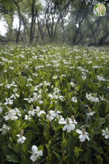 Yerba mansa flowers at El Aribabi