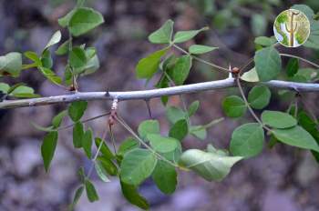 Zanthoxylum mazatlanum