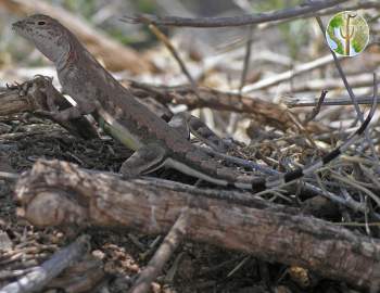 Callisaurus draconoides, zebra-tailed lizard