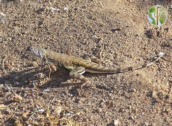 Callisaurus draconoides, zebra-tailed lizard