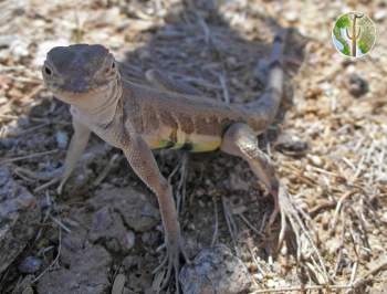 Callisaurus draconoides, zebra-tailed lizard