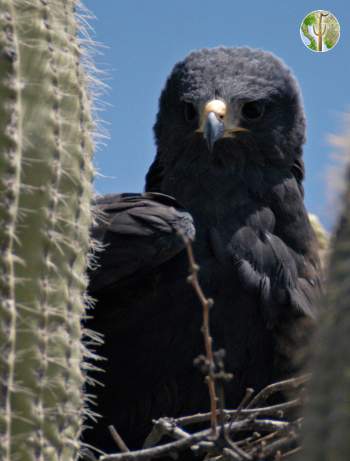 Zone-tailed hawk on nest in saguaro