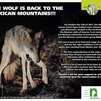 Young Mexican Grey Wolf released in Sonora (All rights reserved by SEMARNAT)