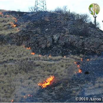 Buffelgrass fire burning in the Sonoran Desert