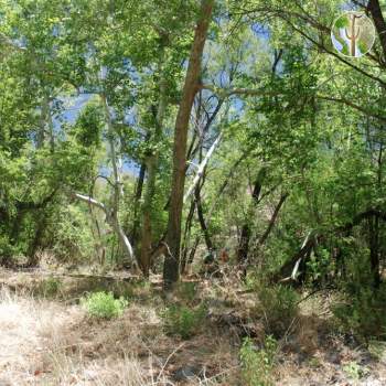 Large riparian gallery forest, Bass Canyon, Galiuro Mountains