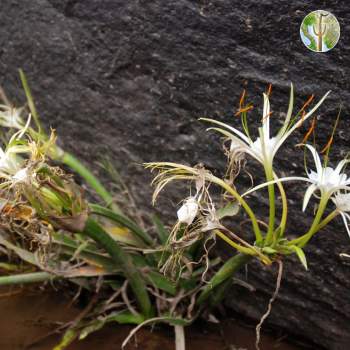 Hymenocallis sonorensis, spider lily in bloom, Rio Aros/Yaqui