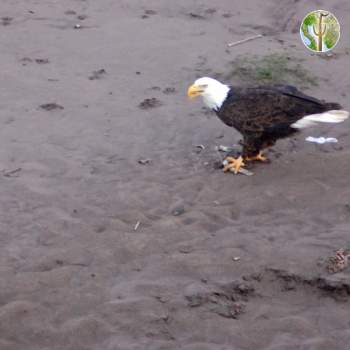 Bald Eagle eating fish on the Rio Yaqui