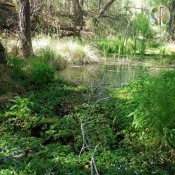 Streamside vegetation and leopard frog habitat, Double R Canyons, Galiuros