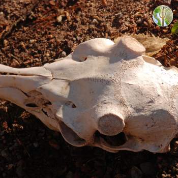 White-tail skull, Rio Aros/Yaqui