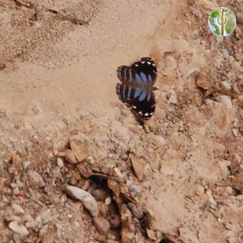Lysiloma-loving butterfly, Rio Aros/Yaqui