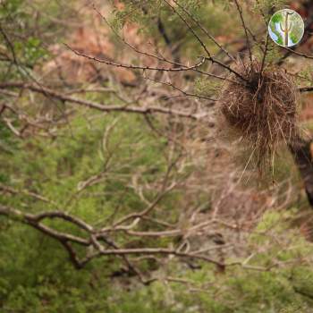 Sinaloa wren nest, Rio Aros/Yaqui