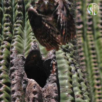 Cactus Ferruginous Pygmy-owl, Glaucidium brasilianum cactorum