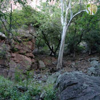Devil's Canyon (Gaan Canyon), May 2009