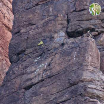 Peregrine Falcon, Devil's Canyon (Gaan Canyon), May 2009