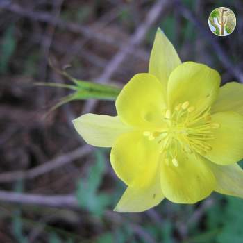 Columbine Flower, Devil's Canyon (Gaan Canyon), May 2009