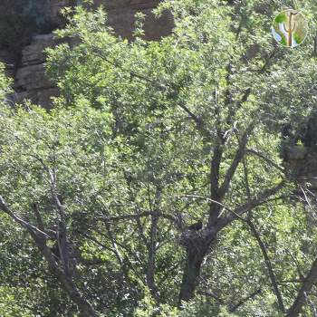 Zone-tailed Hawk on nest, Devil's Canyon (Gaan Canyon), May 2009