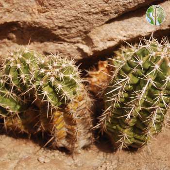 Echinocereus triglochidiatus var. arizonicus (Arizona Hedgehog)