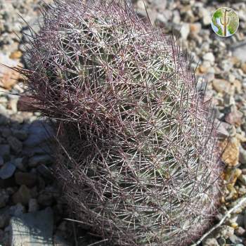 Echinomastus erectocentrus var. erectocentrus (Needle-Spined Pineapple Cactus)