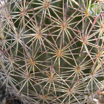 Echinomastus erectocentrus var. erectocentrus (Needle-Spined Pineapple Cactus)