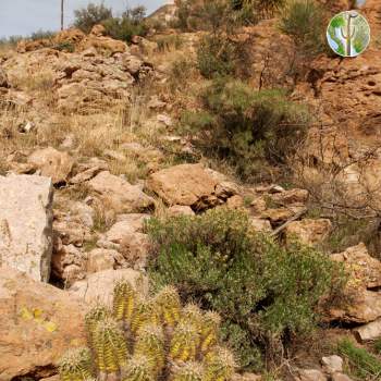 Gaan Canyon (Devil's Canyon),  Large Arizona Hedghog (Echinocereus triglochidiat
