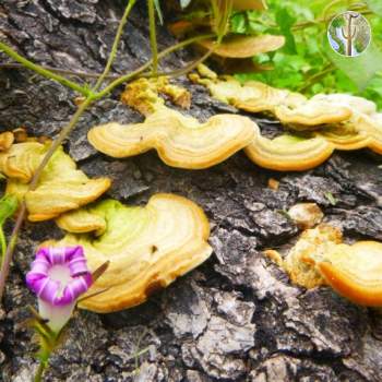 Guisamopa fungus and flower