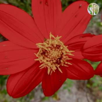 Guisamopa flower