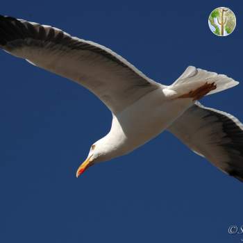 Flying yellow-footed gull