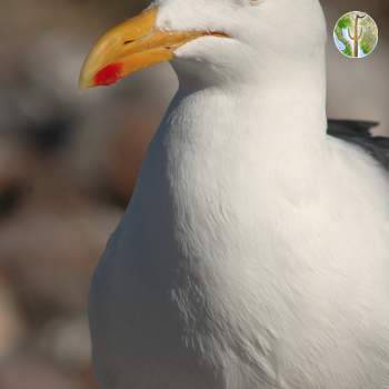 Yellow-footed gull, Kino Bay