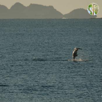 Dolphin jumping, Kino Bay