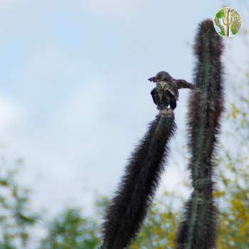 Cactus Ferruginous Pygmy-owl, Glaucidium brasilianum cactorum