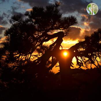 Sunset through ponderosa pine