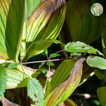 Skunk cabbage and stinging nettle