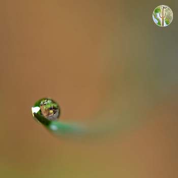 Water droplet on the tip of a blade of grass