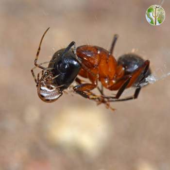 Spider feasting on giant forest ant