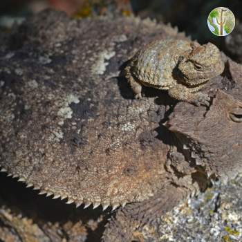 Adult Phrynosoma ditmarsi - adult and young