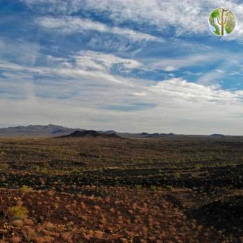 View to the south, Pinacate Biosphere Reserve