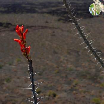 Ocotillo flowers, Pinacate Biosphere Reserve
