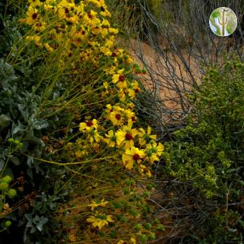Brittlebush flowers, Pinacate Biosphere Reserve