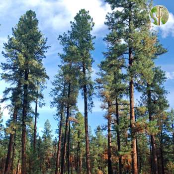Ponderosa pine forest shortly after the Wallow Fire