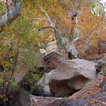 Sycamore and giant boulders, Redfield Canyon