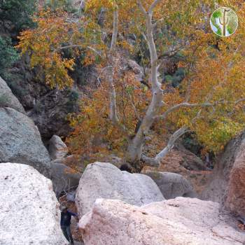 Large sycamore and rocks, Swamp Springs Canyon