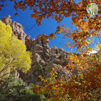 Nice Fall colors, Redfield Canyon