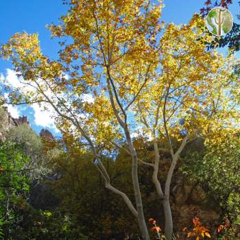 Cottonwood changing color, Redfield Canyon