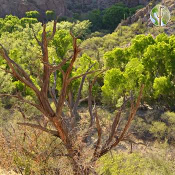 Dead juniper and contrasting riparian vegetation