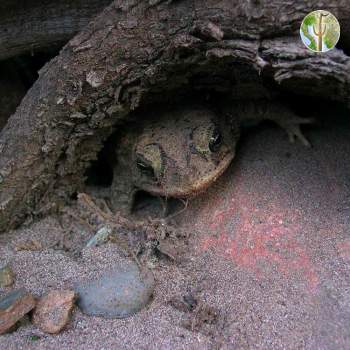 Mazatlan toad, Rio Aros and Yaqui Biological Inventory, 2005