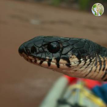 Indigo snake, Rio Aros and Yaqui Biological Inventory, 2005
